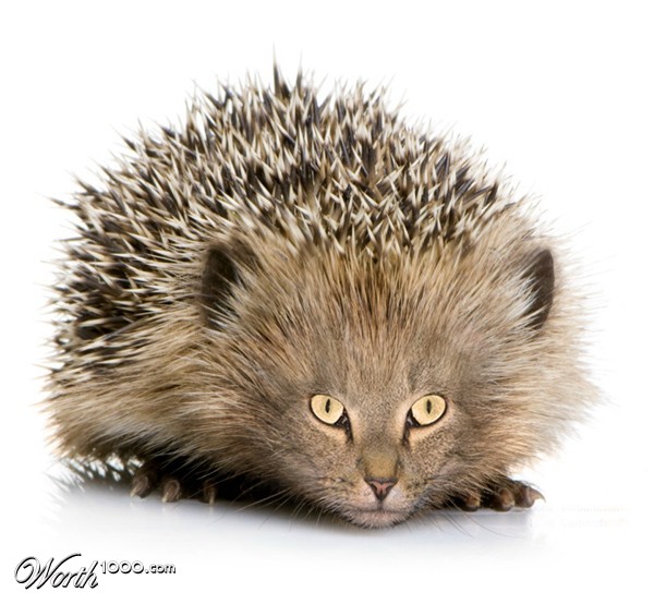 Catgehog