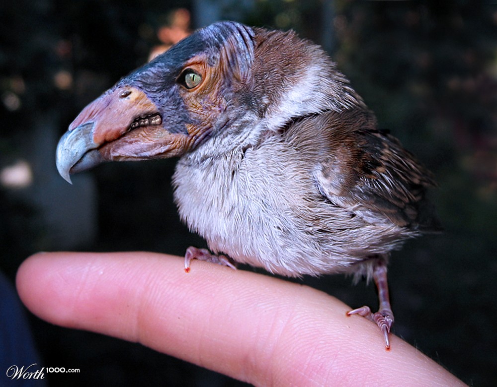 Little Bird