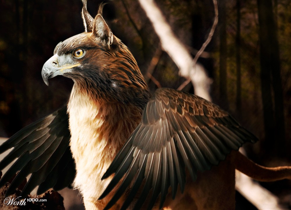 Griffin