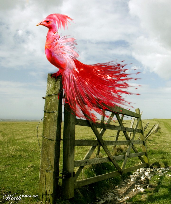 Pheonix