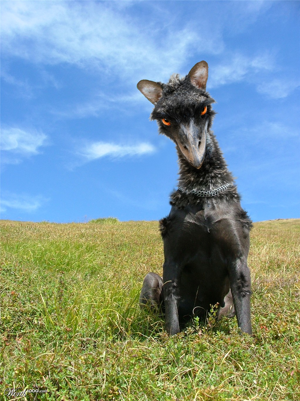 pitemu