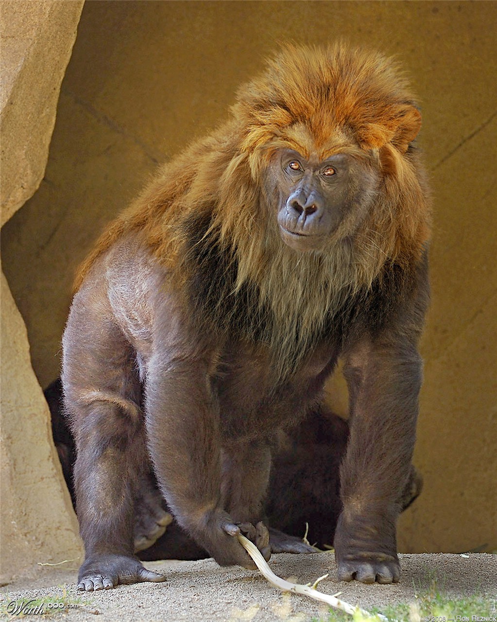 BIG foot