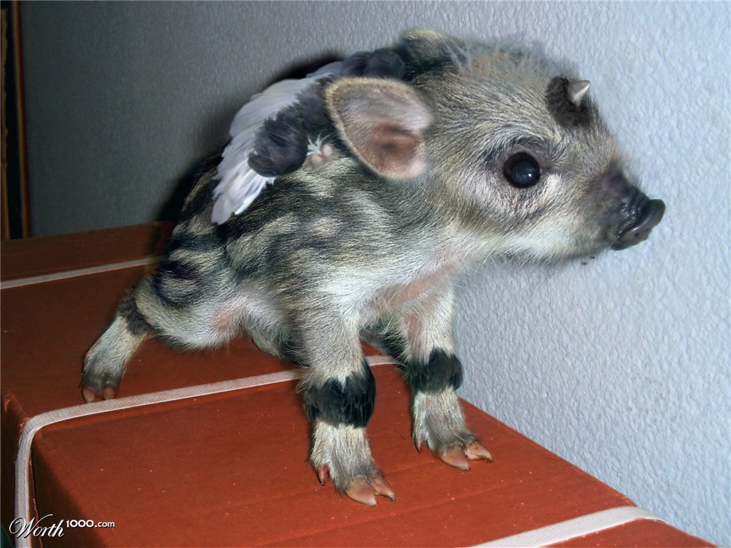Pigasys