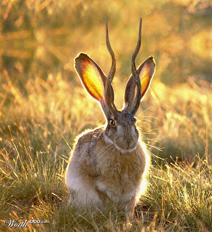 Jackalope