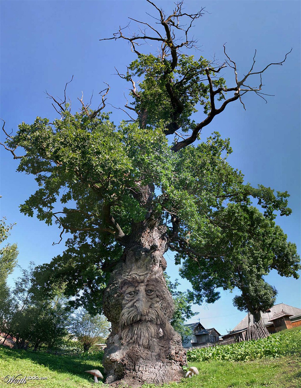 Ent