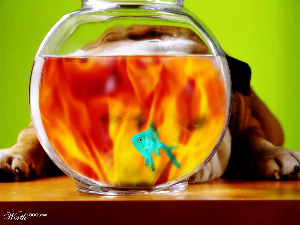 fish fire