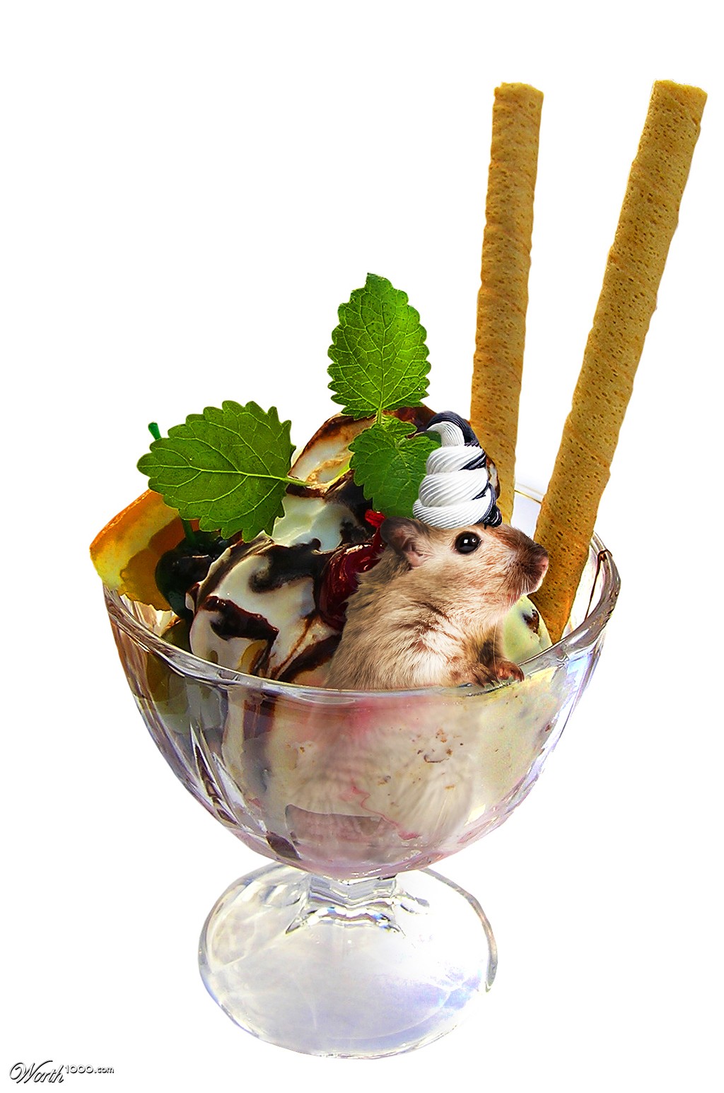 hamster in the ice cream