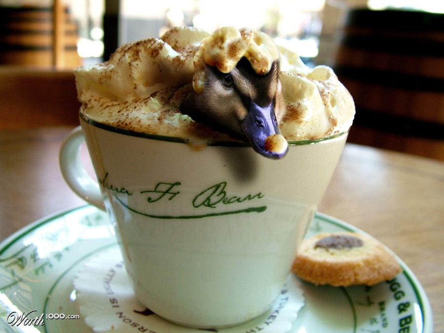 Quackuccino