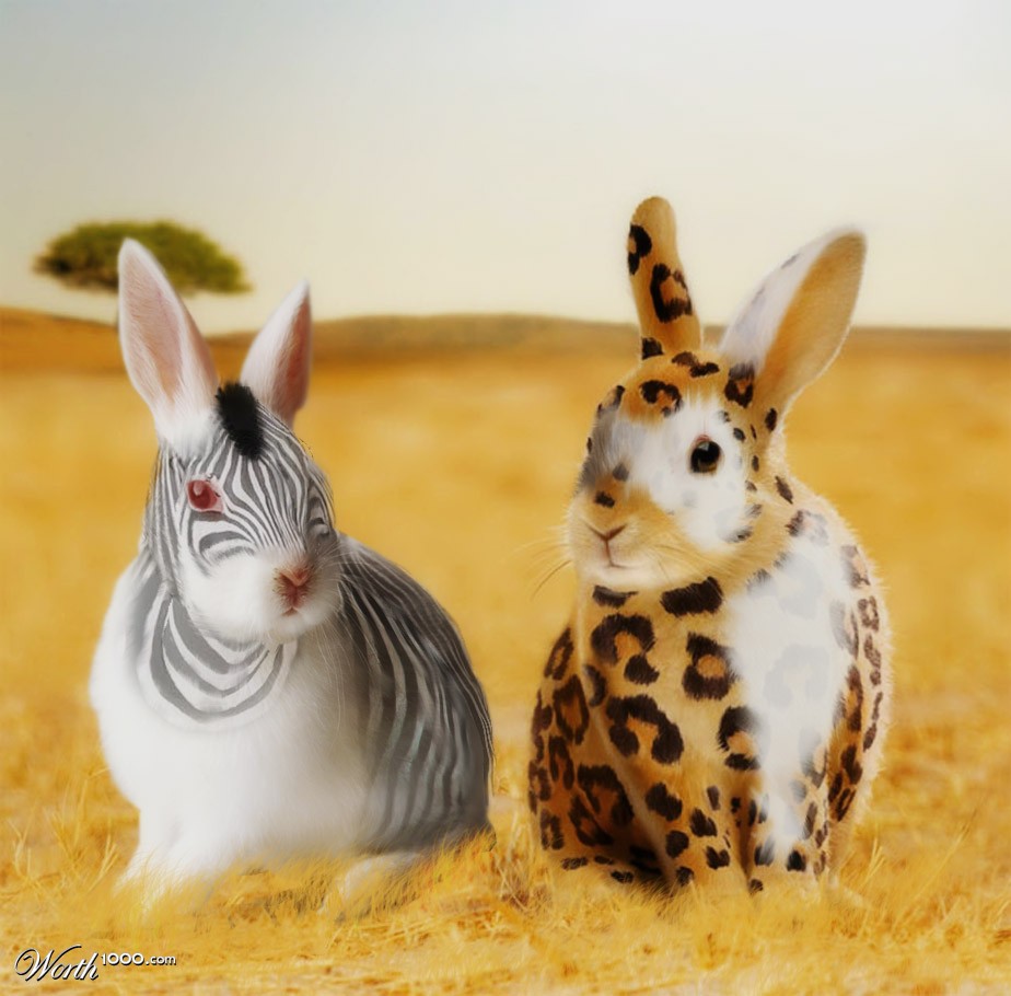 Bunnies