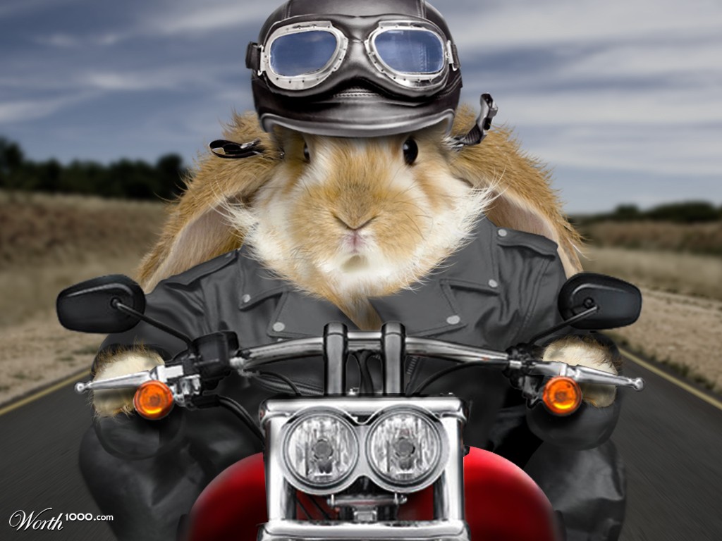 Born to be wild