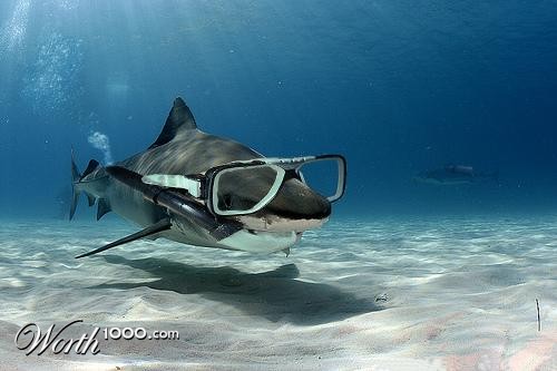 Scuba Shark
