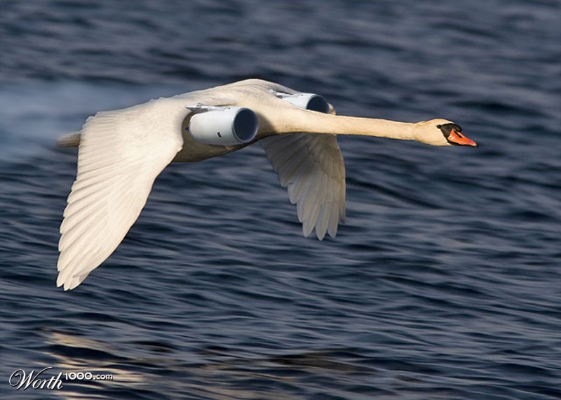 Jet Swan