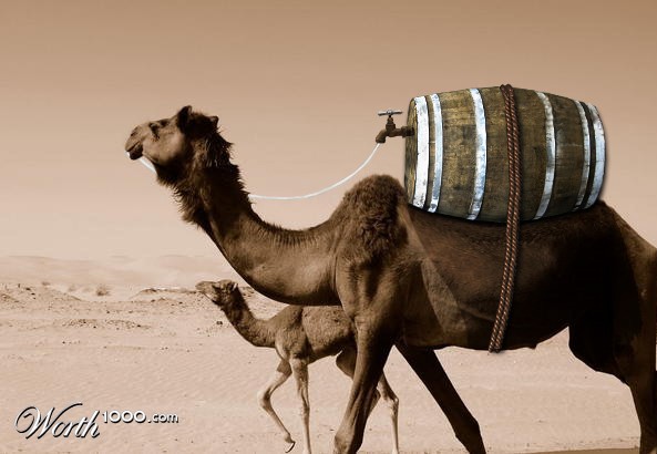 Camel