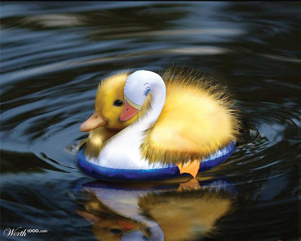Save the Duck