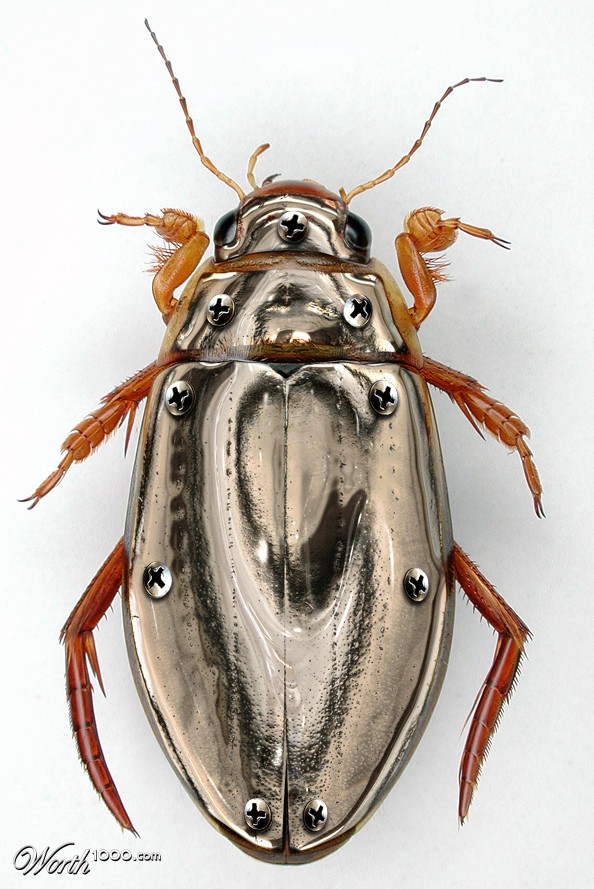 Armoured Beetle