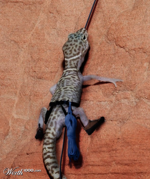 Climbing Gecko