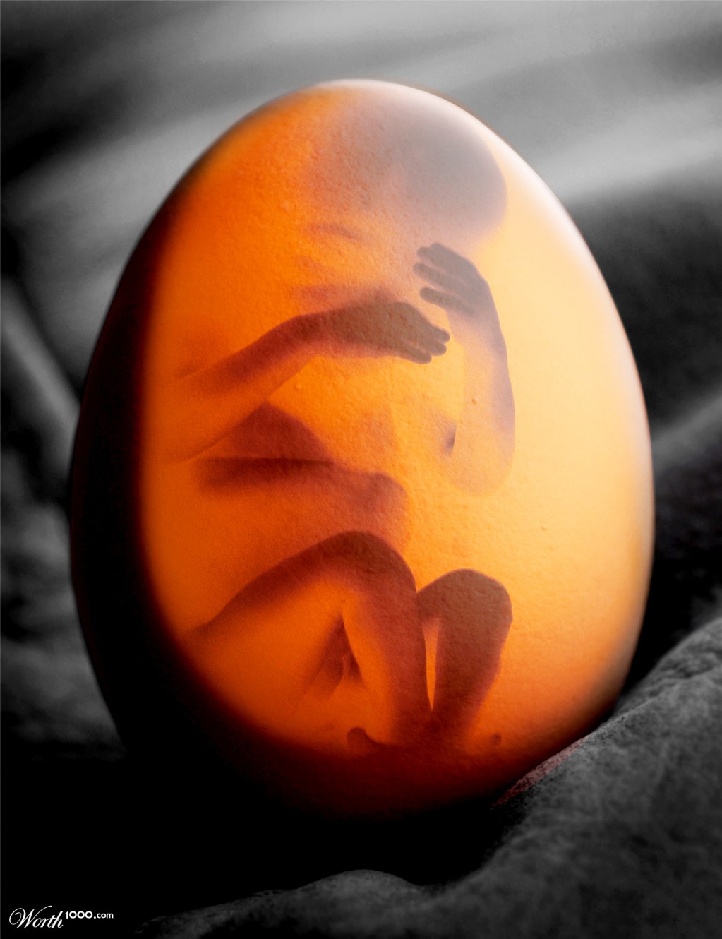 Baby Egg