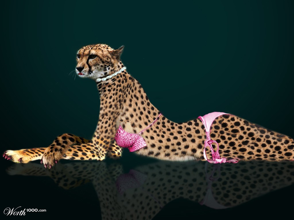 sexy cheetah