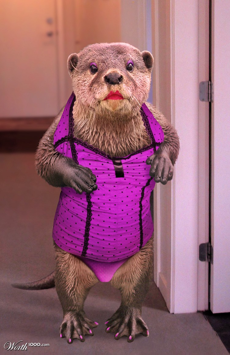 H-OTTER
