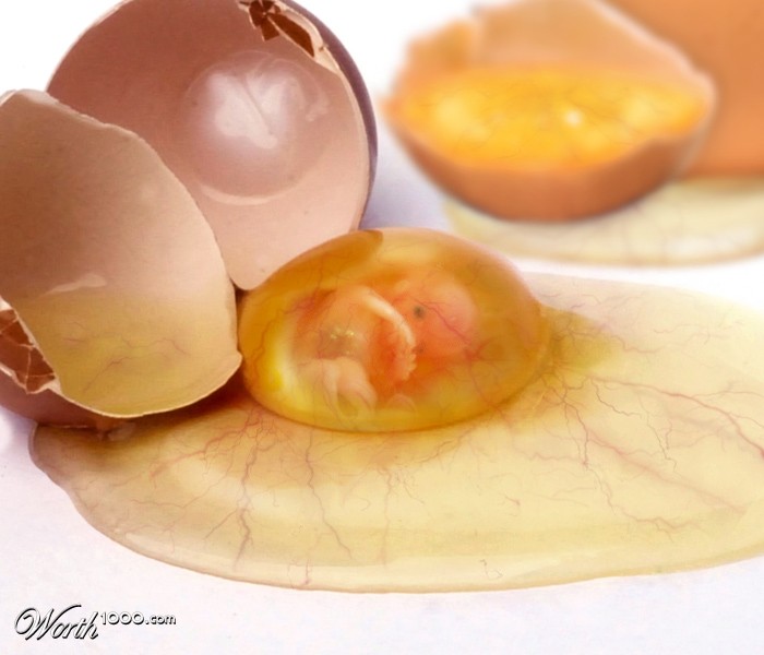 Embryo Eggs