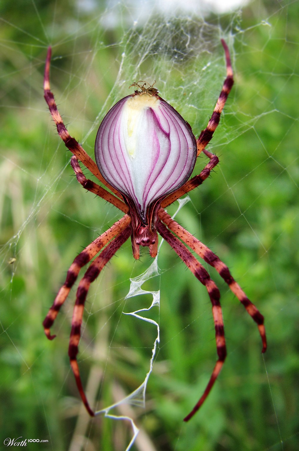OnionSpider
