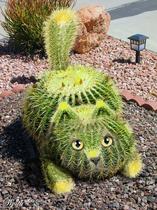catcus!