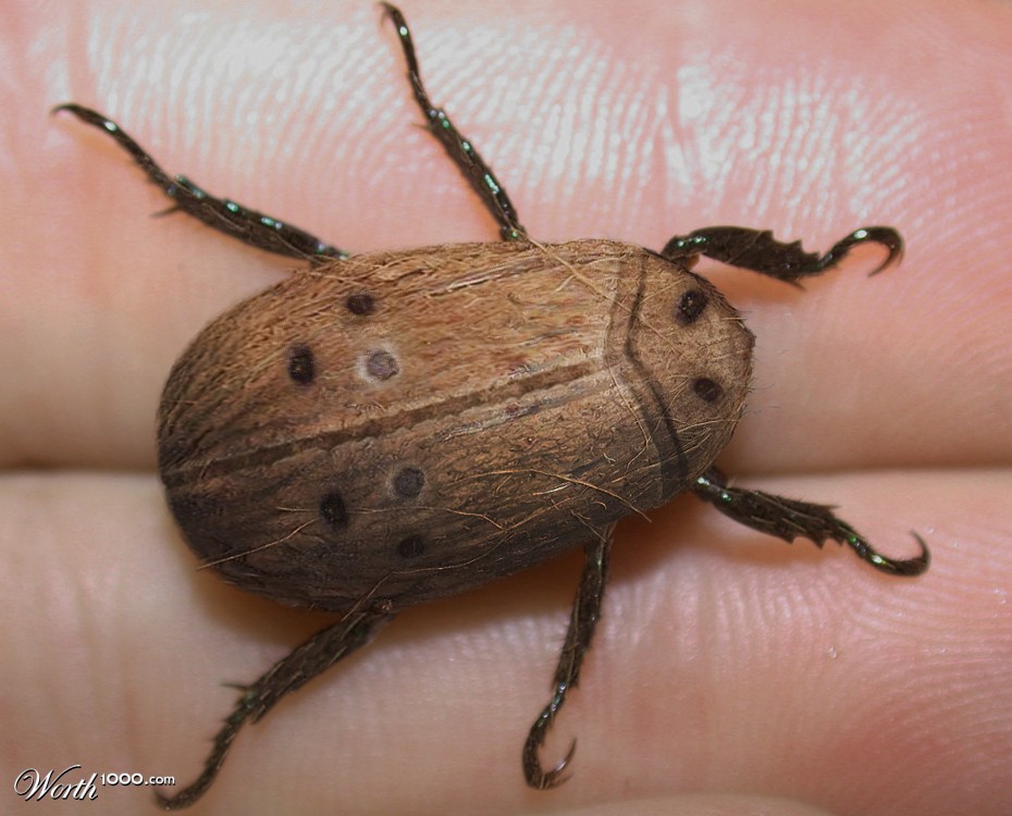 Coconut Beetle