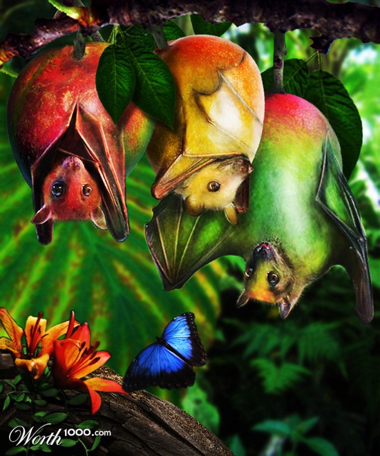 Mango Fruit Bats