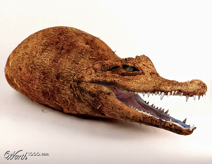 Cassava gator