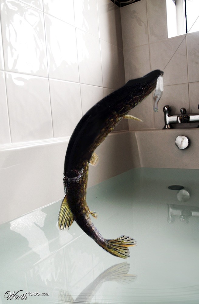 Bath Fishing