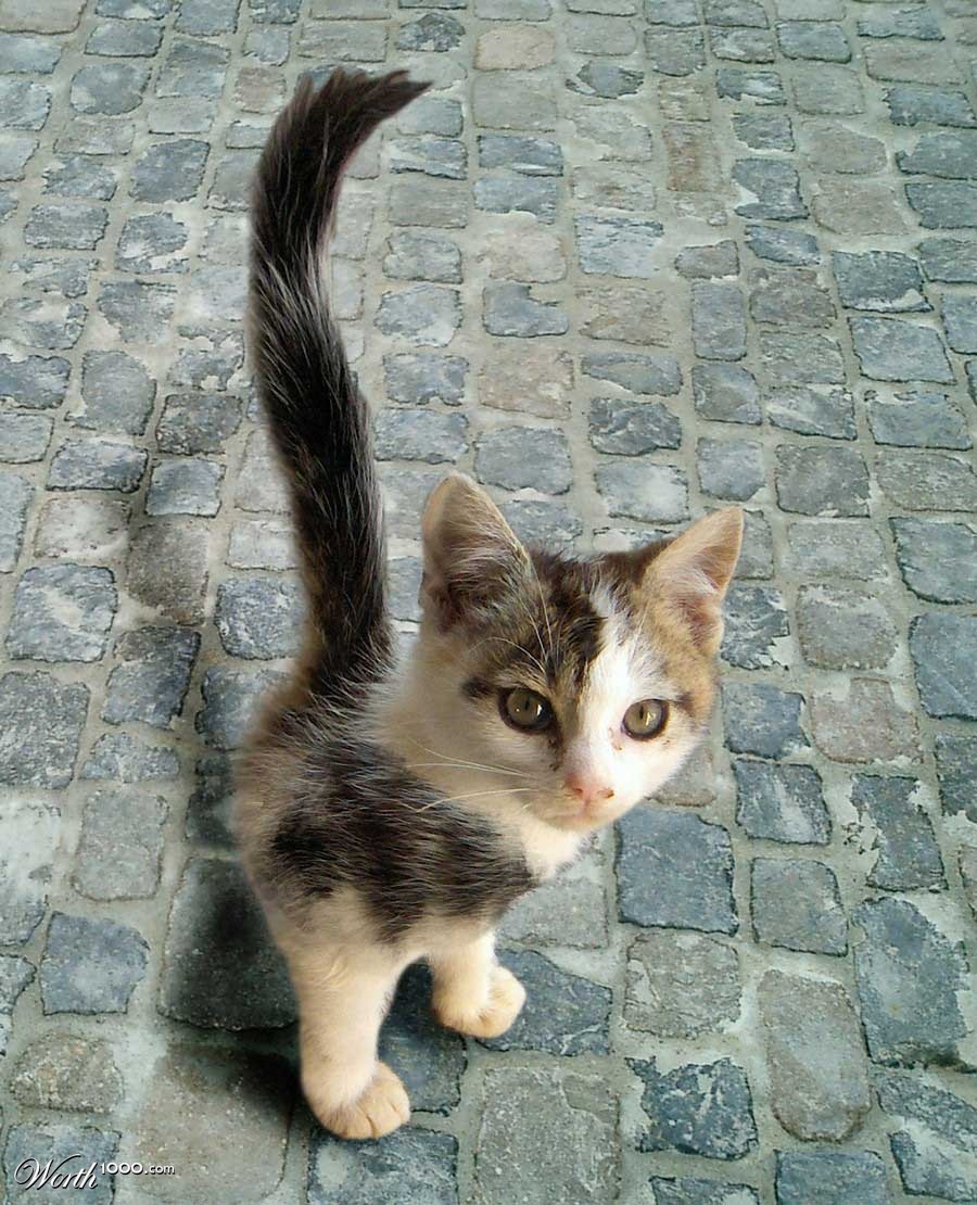 Kitten