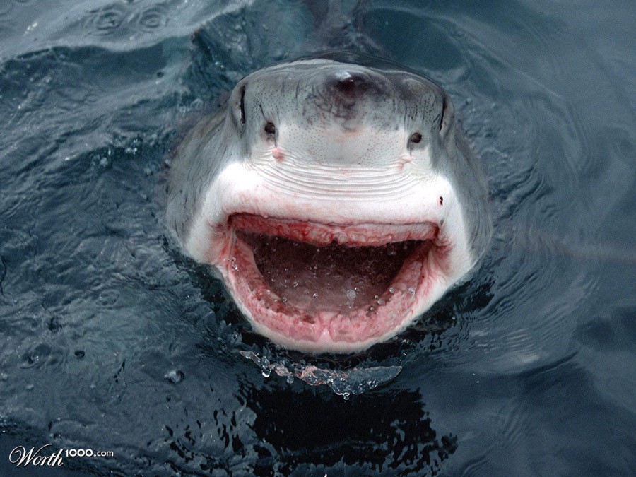 Shark without teeth