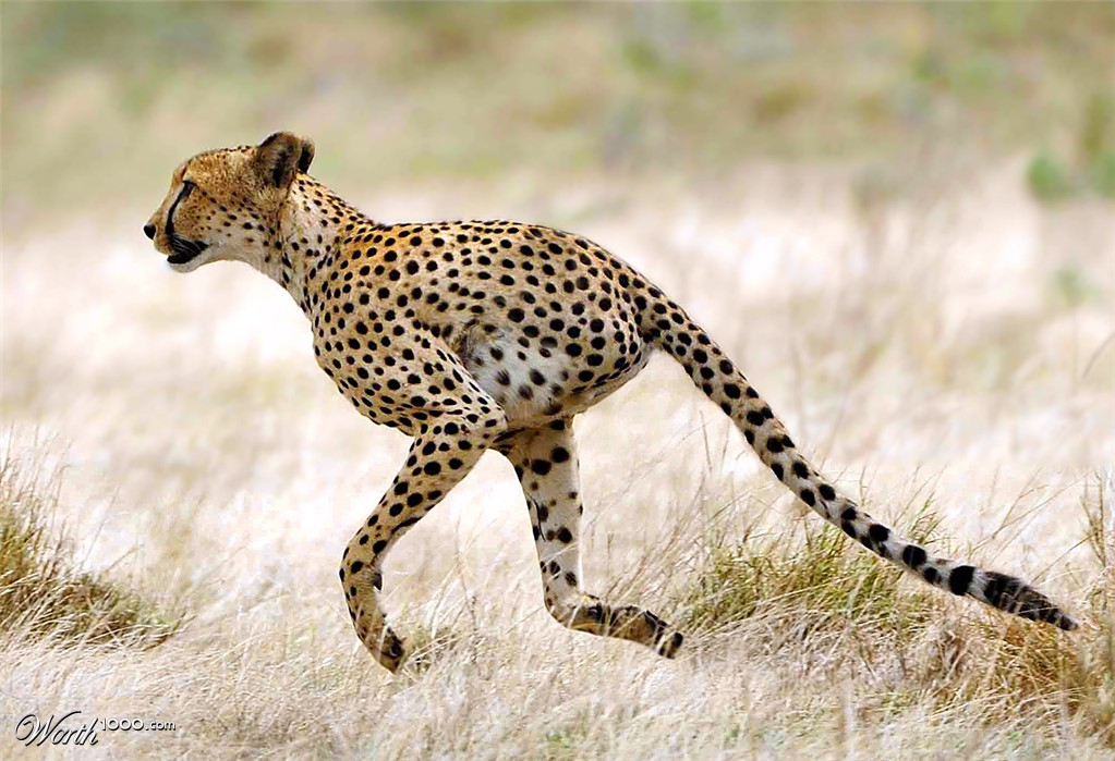 Cheetah