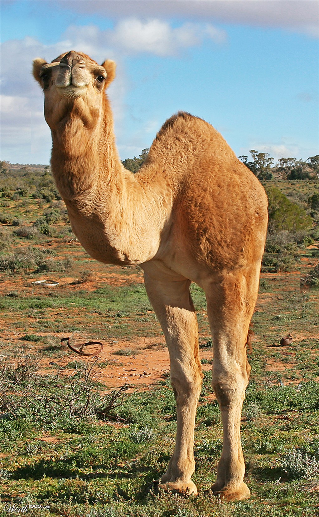 Bipedal Camel