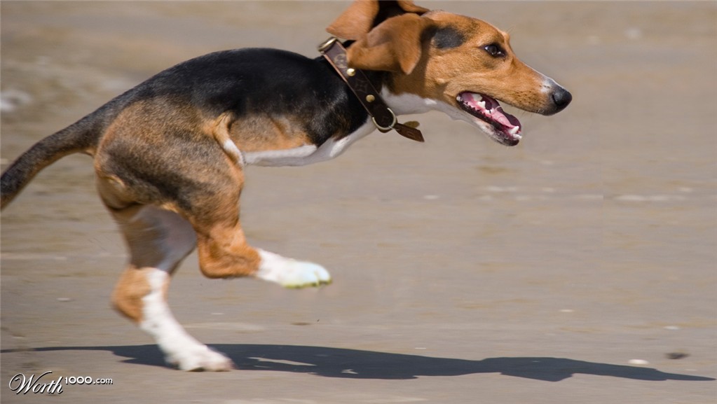 Running dog