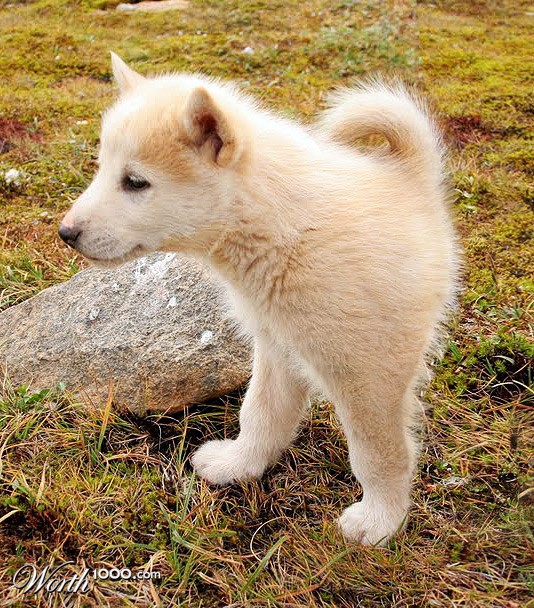 A Husk