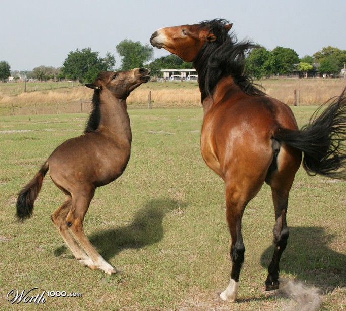 horses