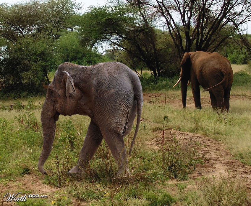 elephant