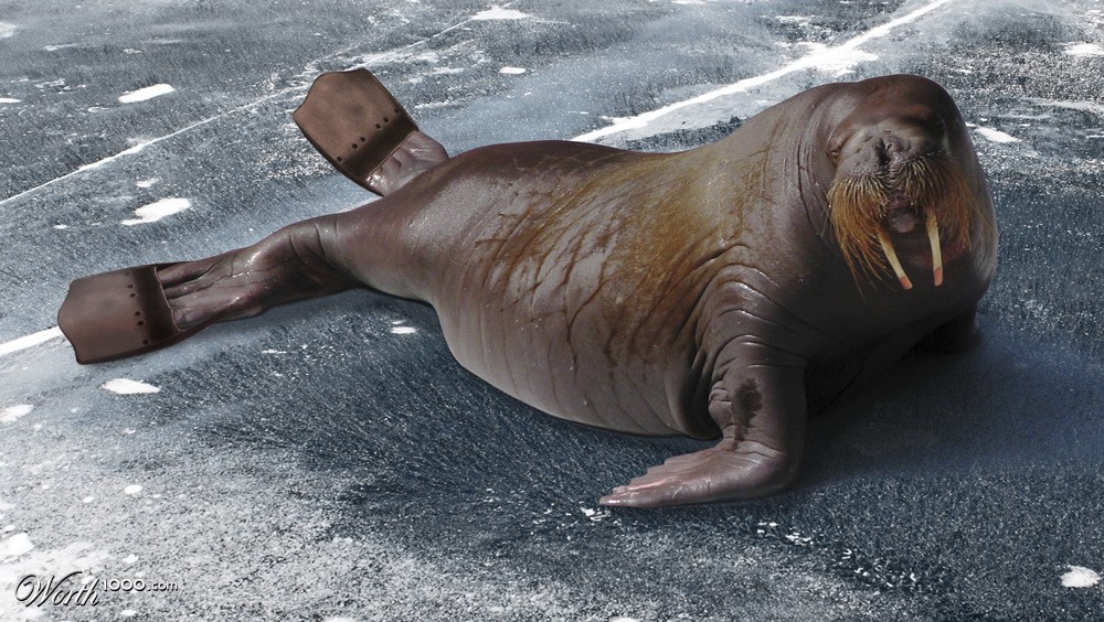 Walrus