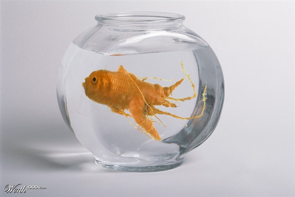 One Carat Goldfish