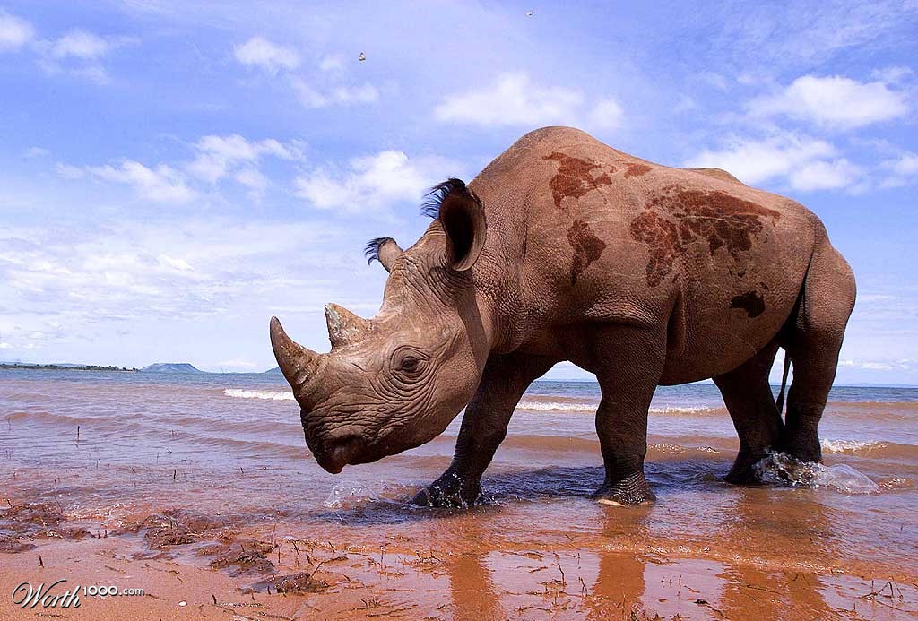 Hippo Map