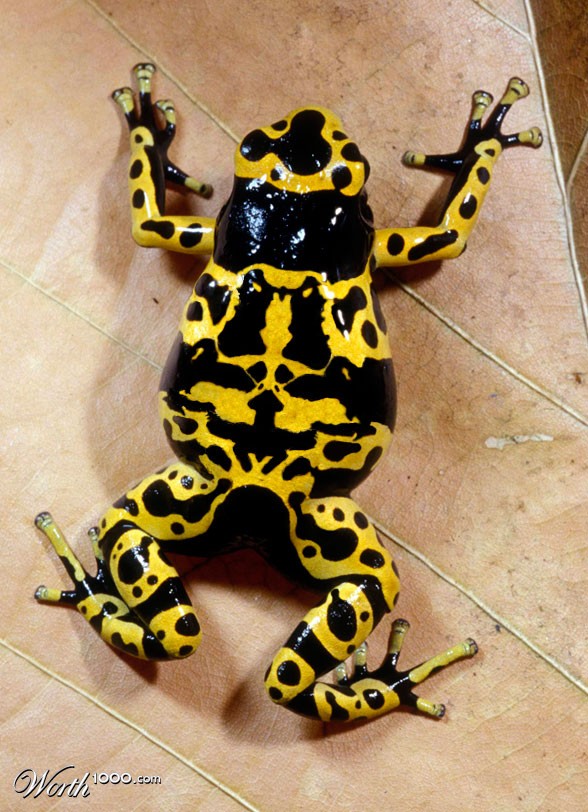 Rorschach Frog