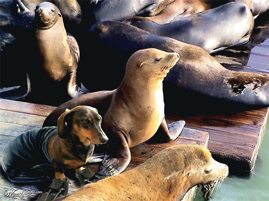 Otarie dog
