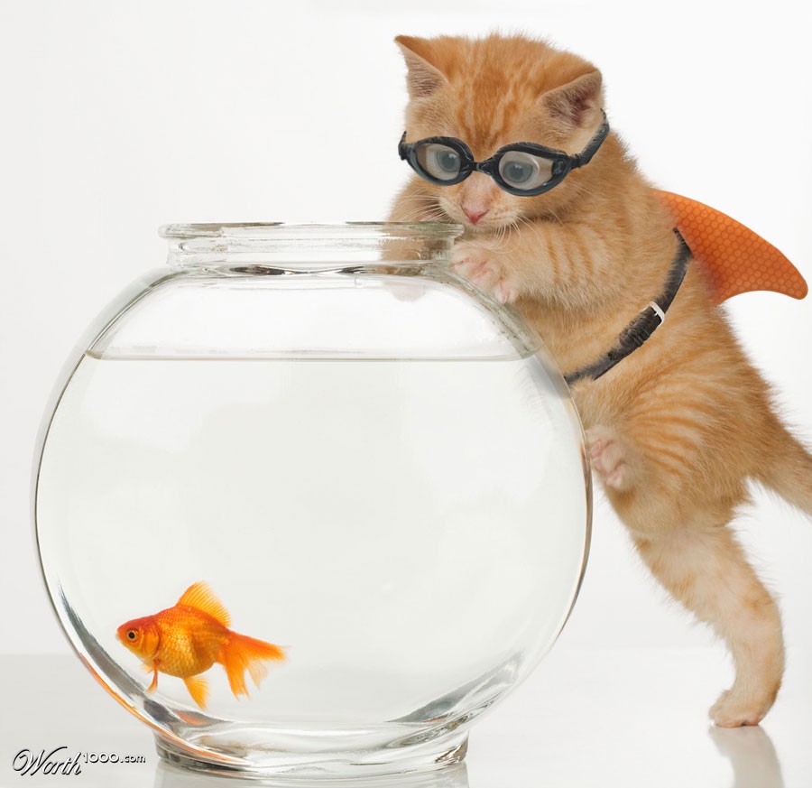 Catfish