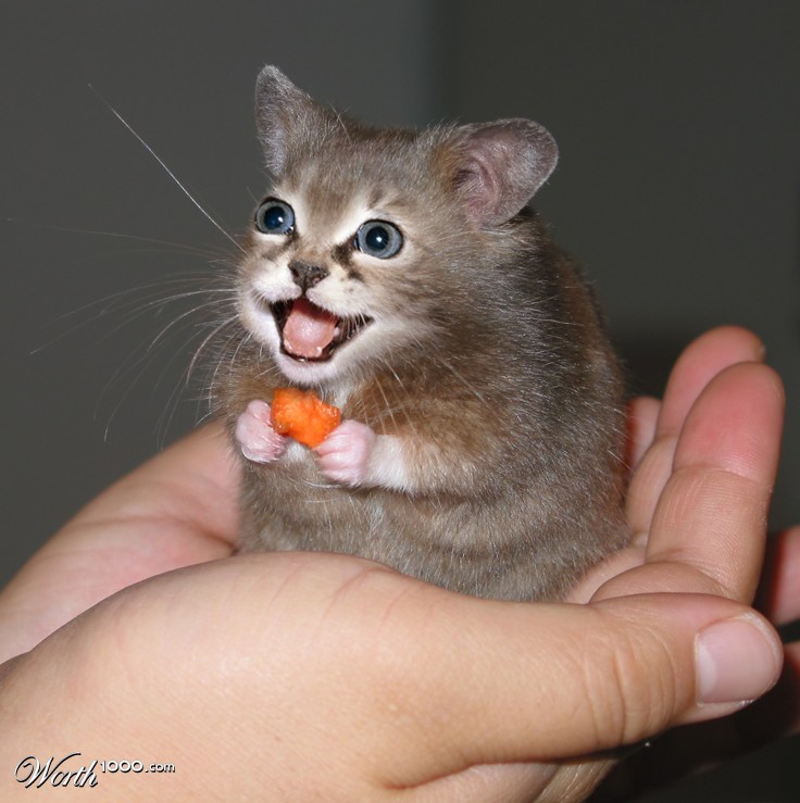 Catmster