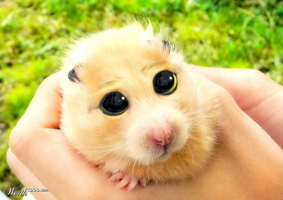 Don't Kill The Hamster