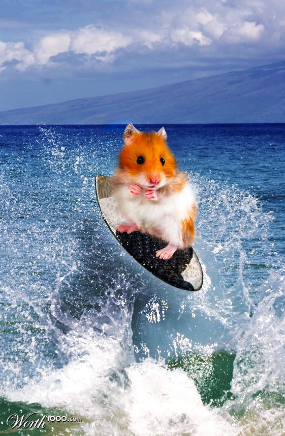 Surfer Hamster