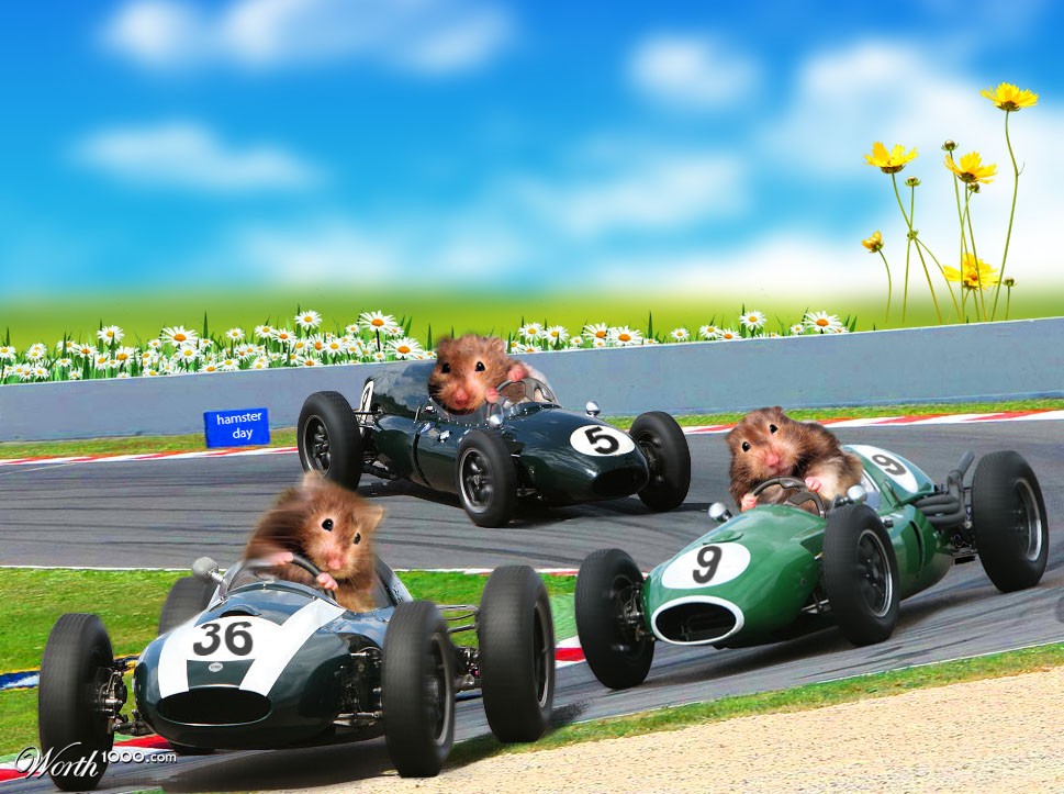 Racers Hamsters