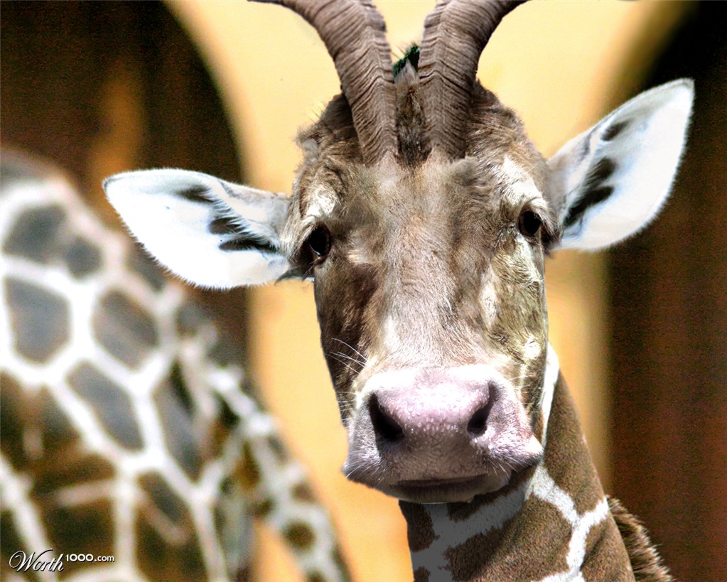 Giragoat-cow