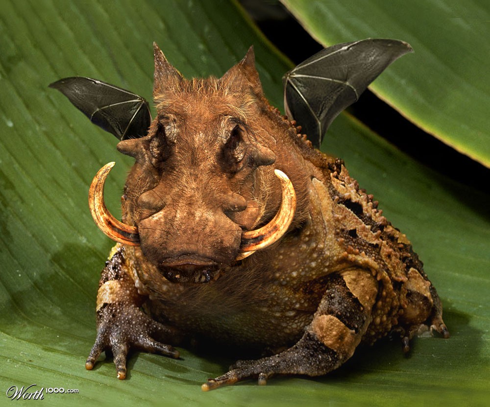 hog-bat-toad